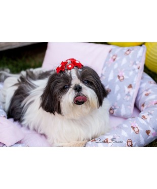 CAMINHA PET MILI (FADINHA)